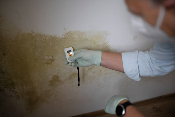 Best Post-Flood Mold Remediation in Dane, WI