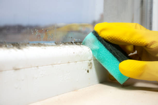 Best Basement Mold Remediation in Dane, WI