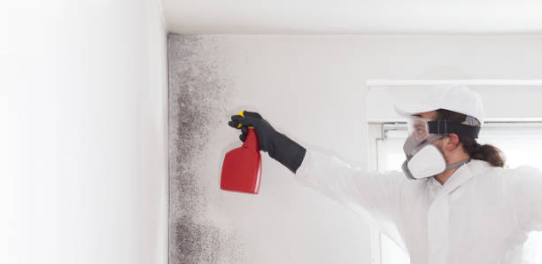 Best Black Mold Remediation in Dane, WI