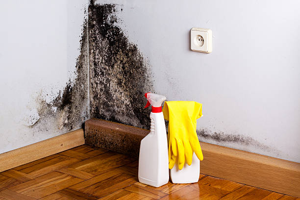 Best Preventive Mold Services in Dane, WI