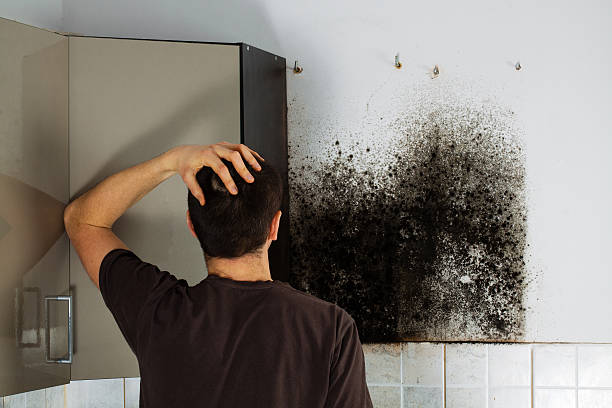 Best Residential Mold Remediation in Dane, WI