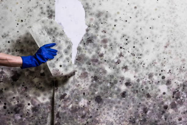 Reliable Dane, WI Mold Remediation Solutions