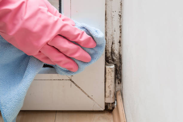 Best Mold Testing and Inspection Services in Dane, WI